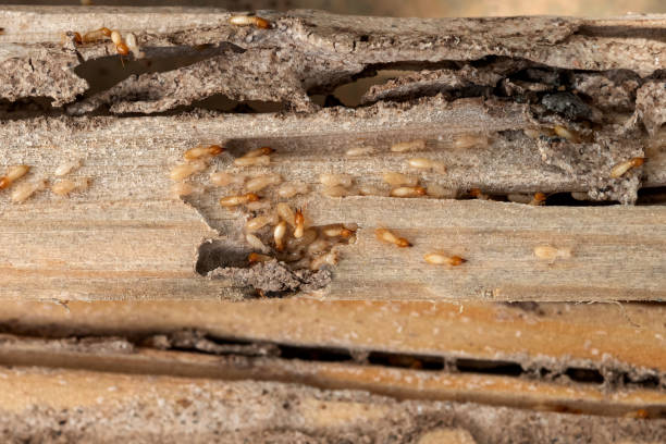 Best Affordable Pest Control Services  in Claryville, KY